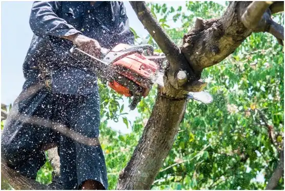 tree services Tolar